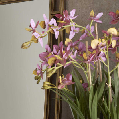 Deluxe Potted Cycnoches Orchid