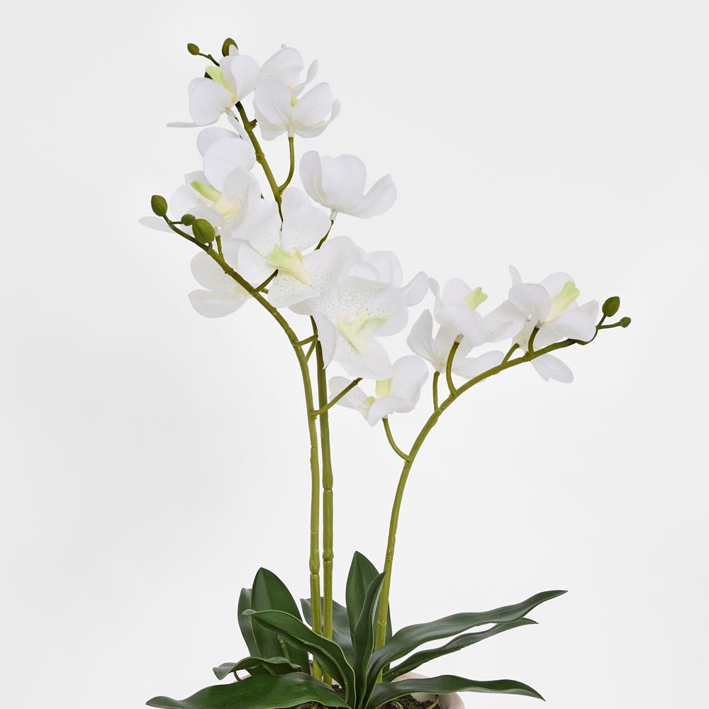 Potted Ascocenda Orchid
