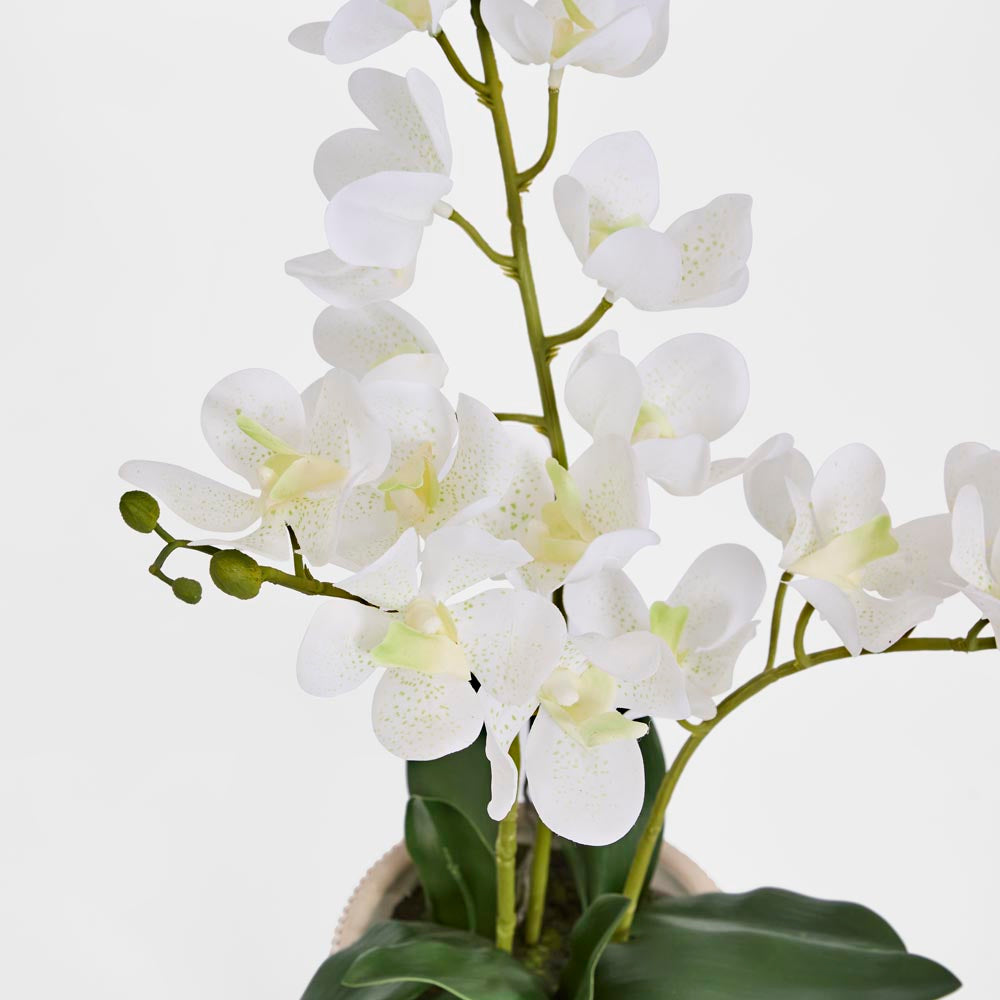 Potted Ascocenda Orchid