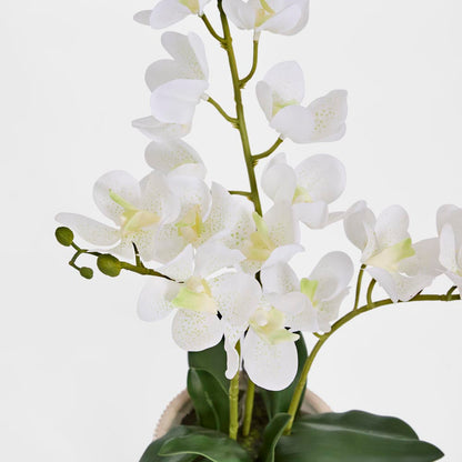 Potted Ascocenda Orchid