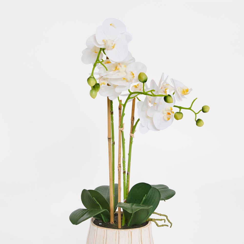 Ribbed Real Touch Potted Phalaenopsis Orchid LGE