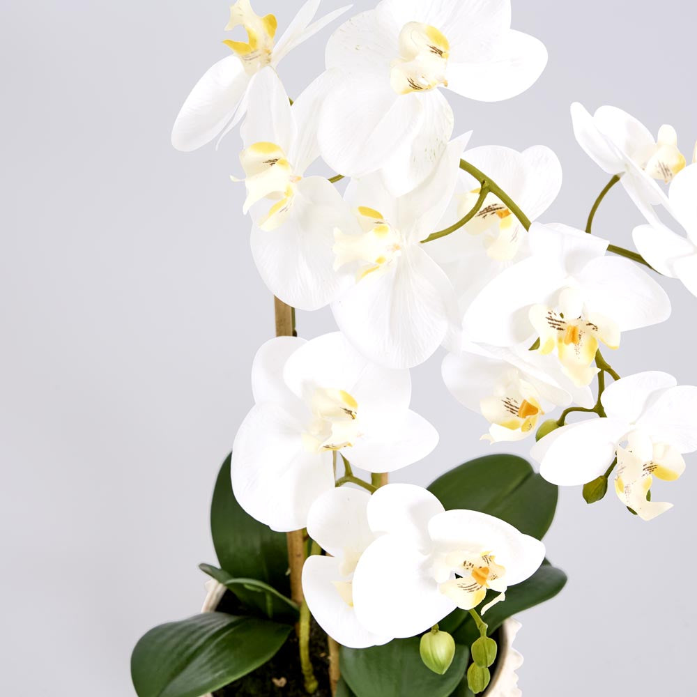 Spike Real Touch Potted Phalaenopsis Orchid LGE