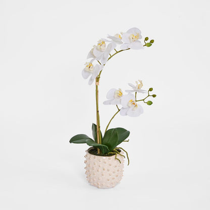 Spike Real Touch Potted Phalaenopsis Orchid SML