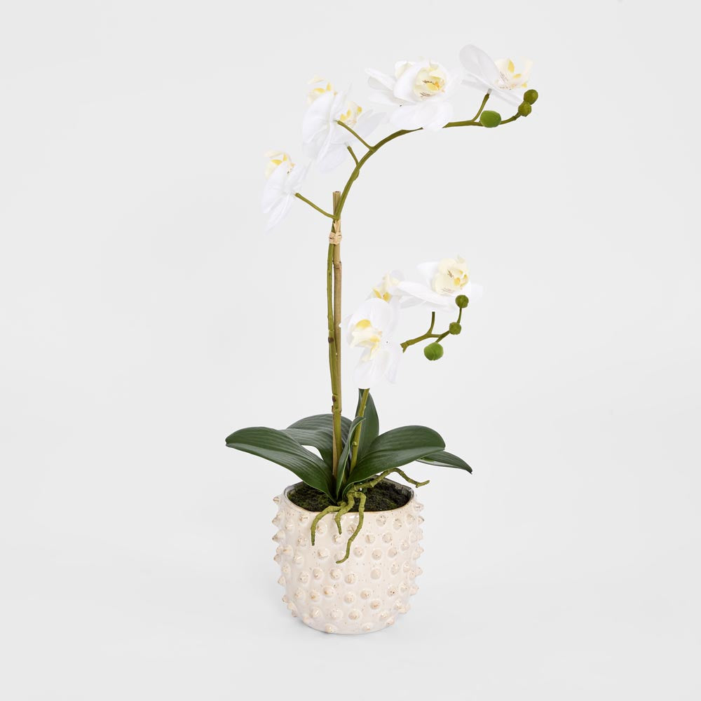 Spike Real Touch Potted Phalaenopsis Orchid SML