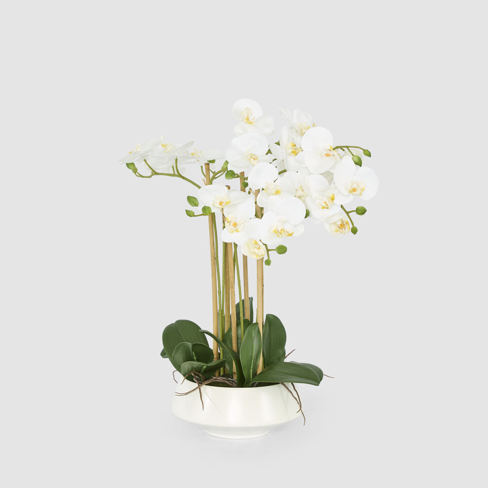 White Orchid in White Pot Large