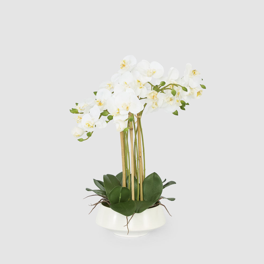 White Orchid in White Pot Large