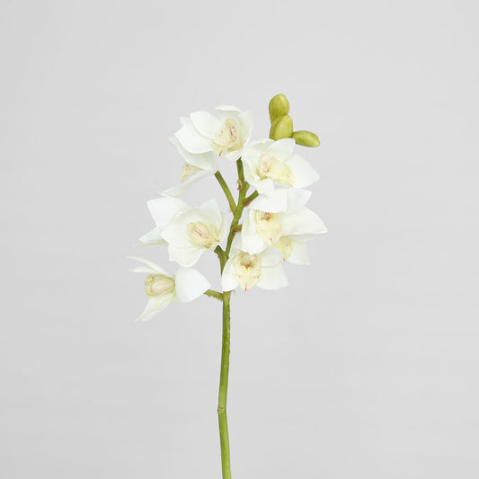 Orchid Cymbidium Spray 47cm White