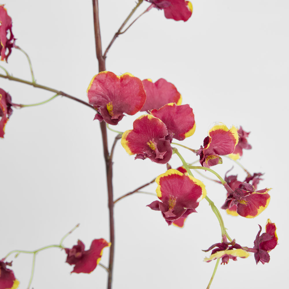 Dancing Orchid 93cm Burgundy