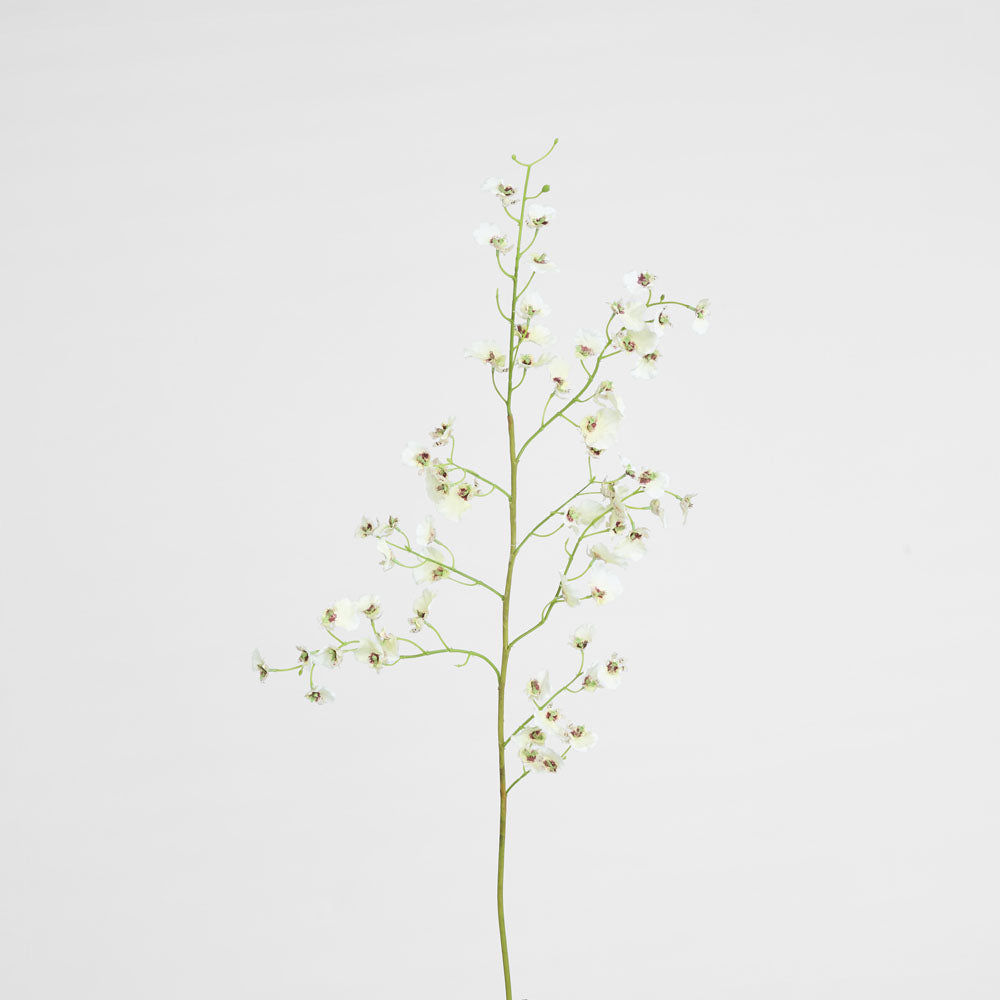 Dancing Orchid 93cm White