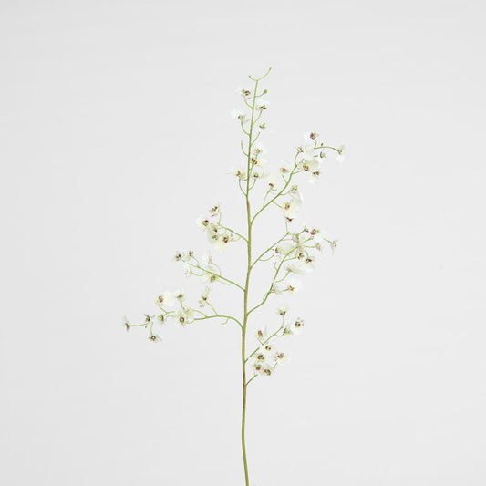 Dancing Orchid 93cm White