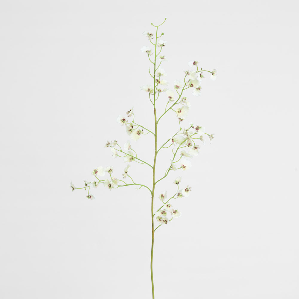 Dancing Orchid 93cm White