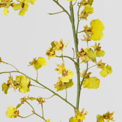 Dancing Orchid 93cm Yellow