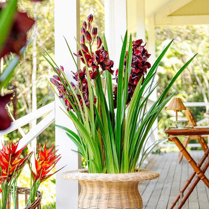 Cymbidium Giant Paper Pot 1.1m Burgundy