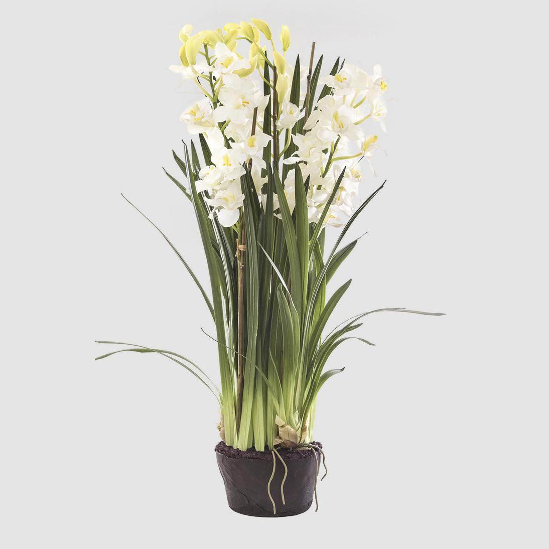 Cymbidium Giant Paper Pot 1.1m White