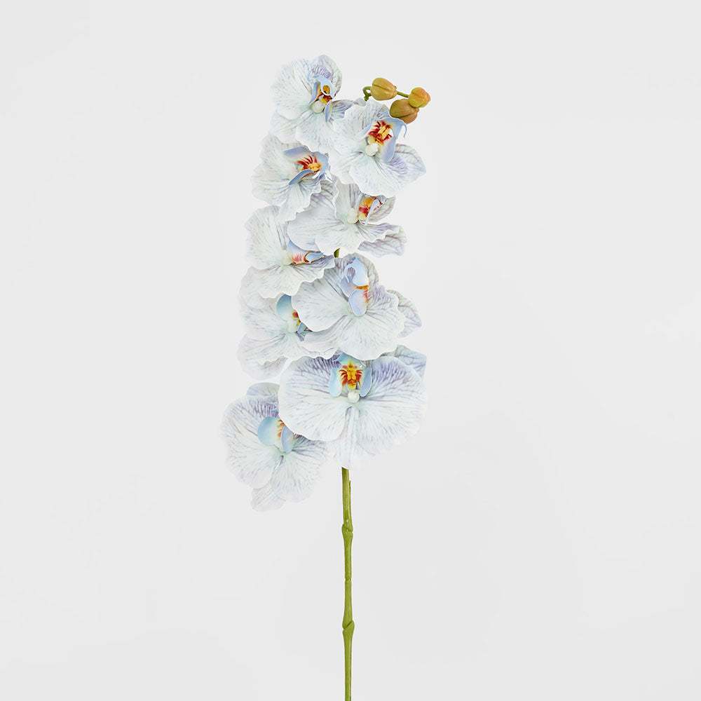 Ripple Phalaenopsis Stem Blue