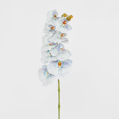 Ripple Phalaenopsis Stem Blue