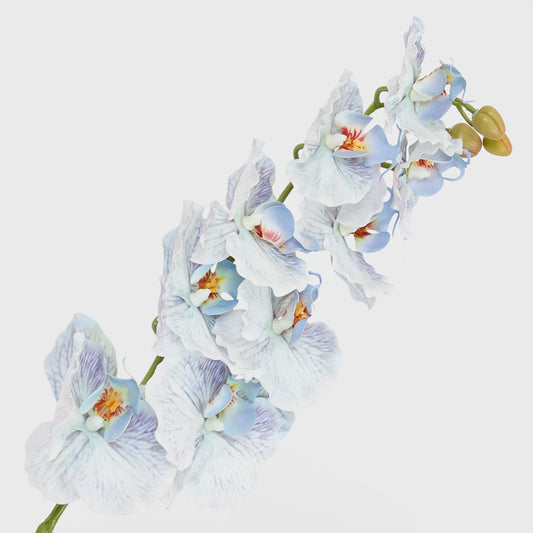 Ripple Phalaenopsis Stem Blue