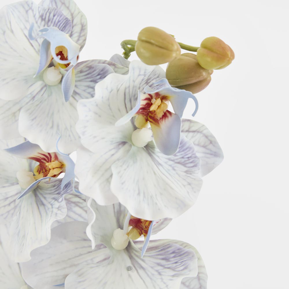 Ripple Phalaenopsis Stem Blue