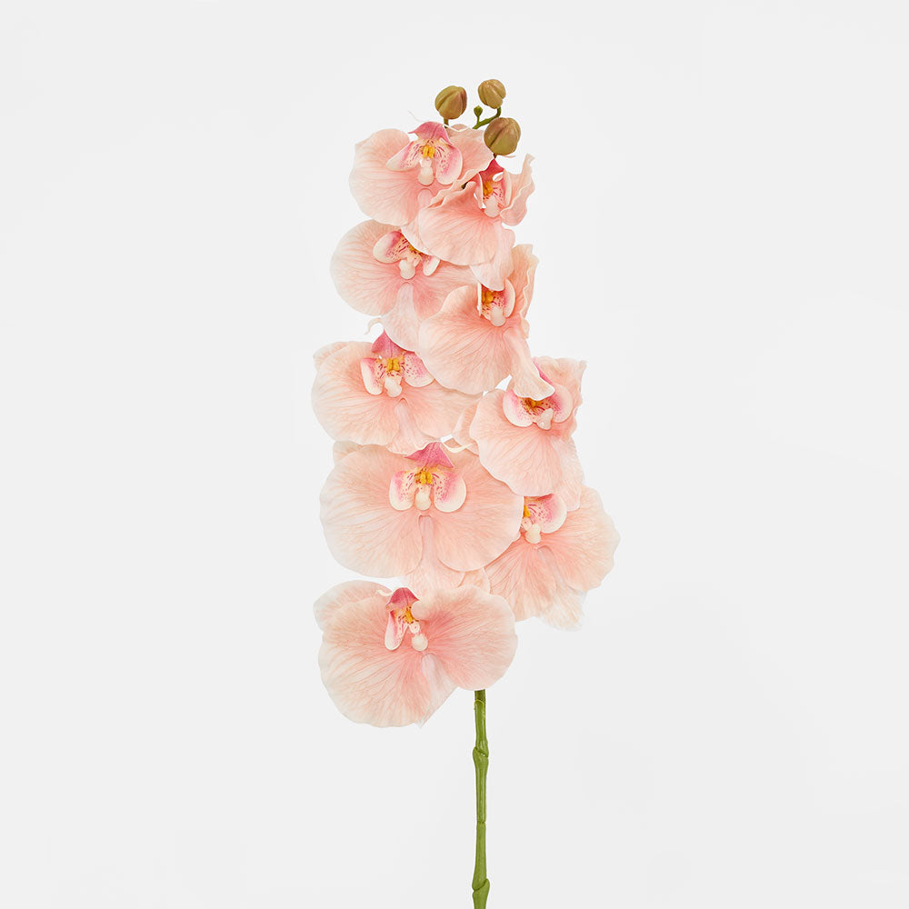Ripple Phalaenopsis Stem Peach