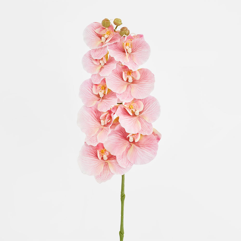Ripple Phalaenopsis Stem Pink