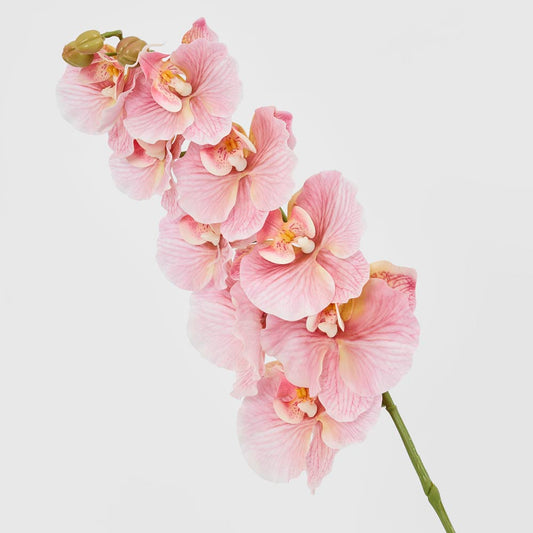 Ripple Phalaenopsis Stem Pink