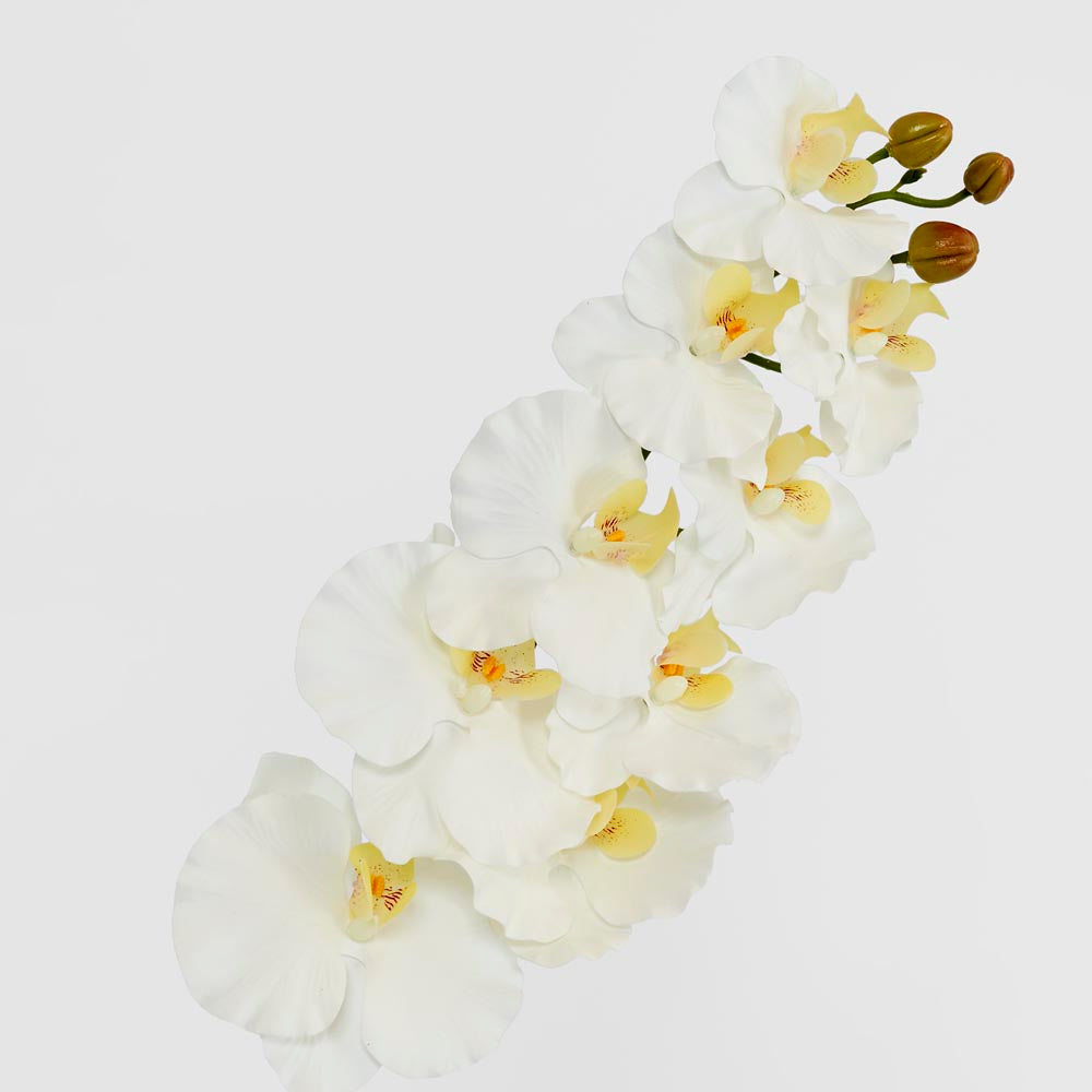 Ripple Phalaenopsis Stem White