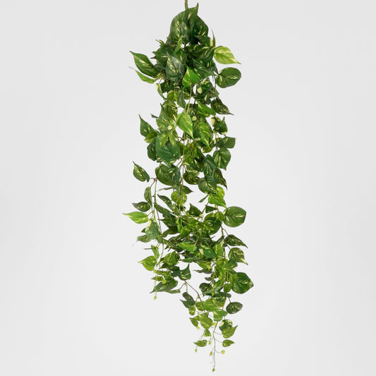 Pothos Hanging Bush 8 Branches