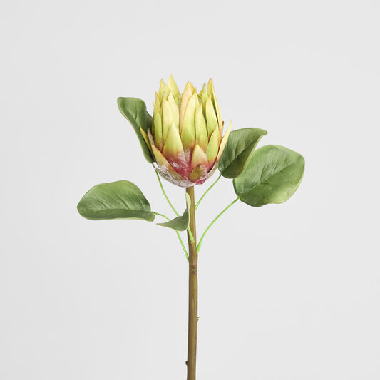 King Protea 60cm Green