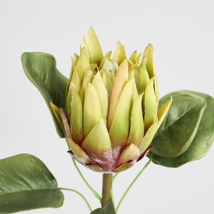 King Protea 60cm Green