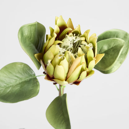 King Protea 60cm Green