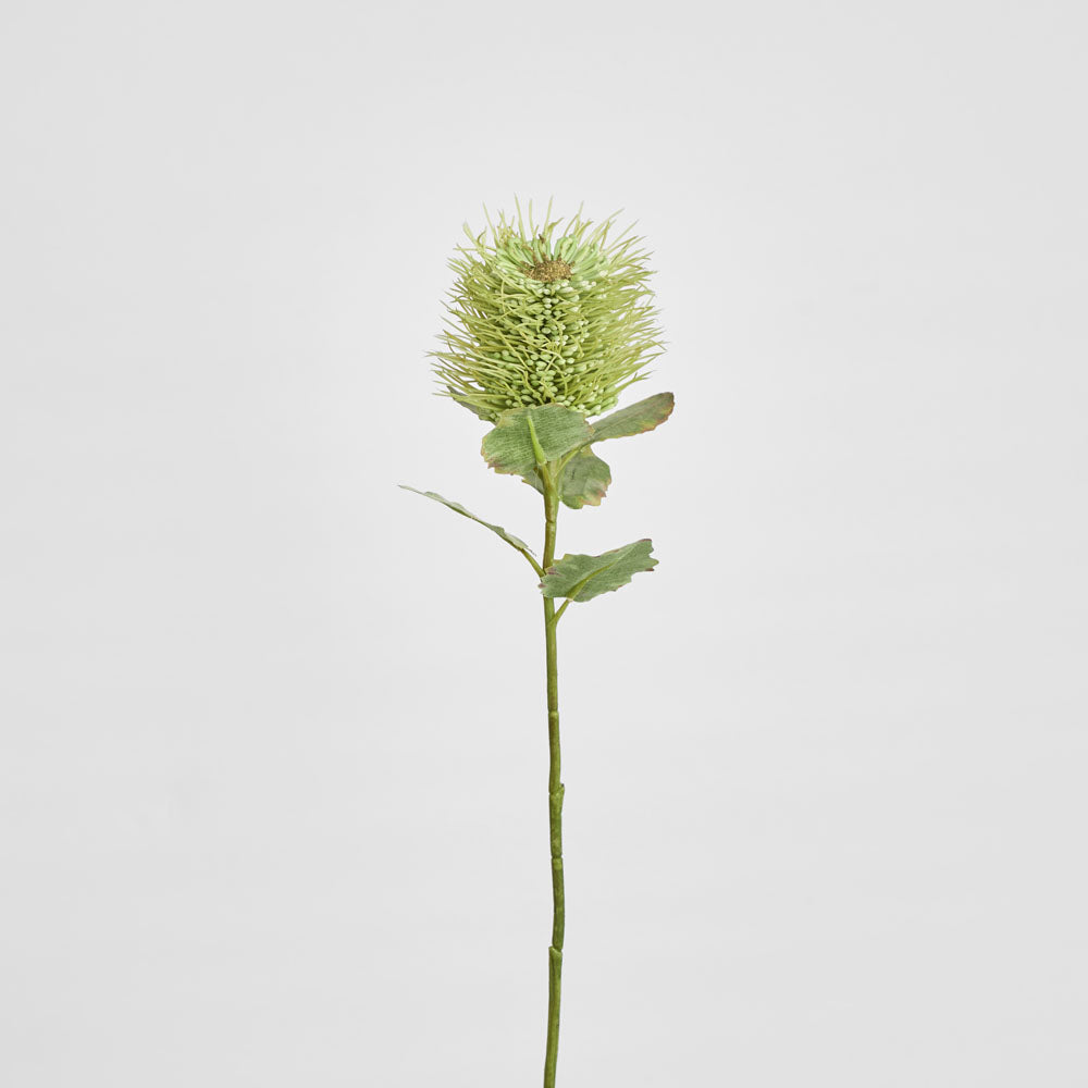 Pincushion Native Flower 60cm Green