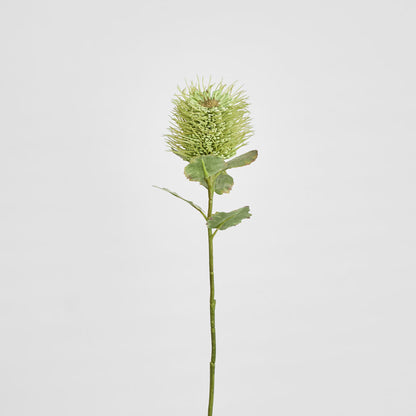 Pincushion Native Flower 60cm Green