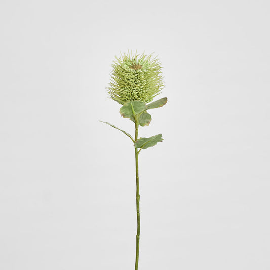 Pincushion Native Flower 60cm Green