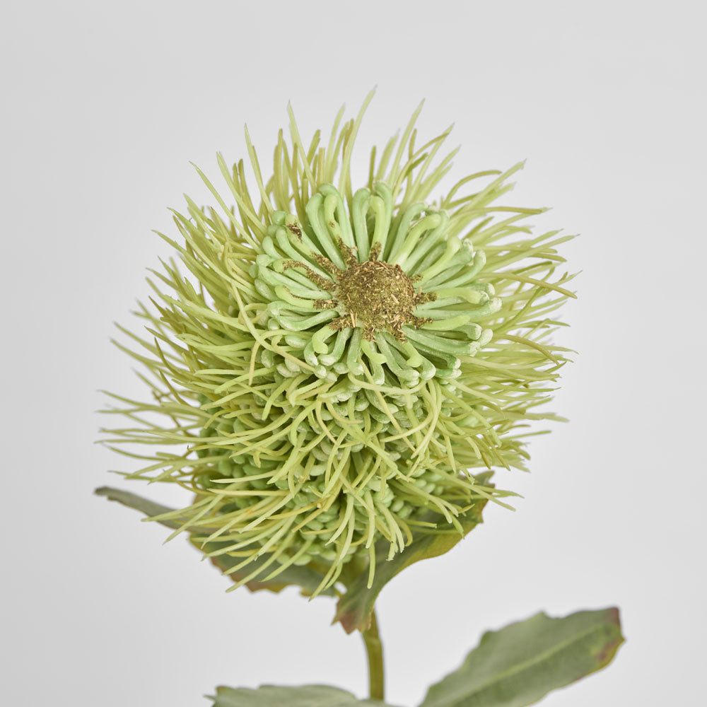Pincushion Native Flower 60cm Green