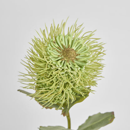 Pincushion Native Flower 60cm Green