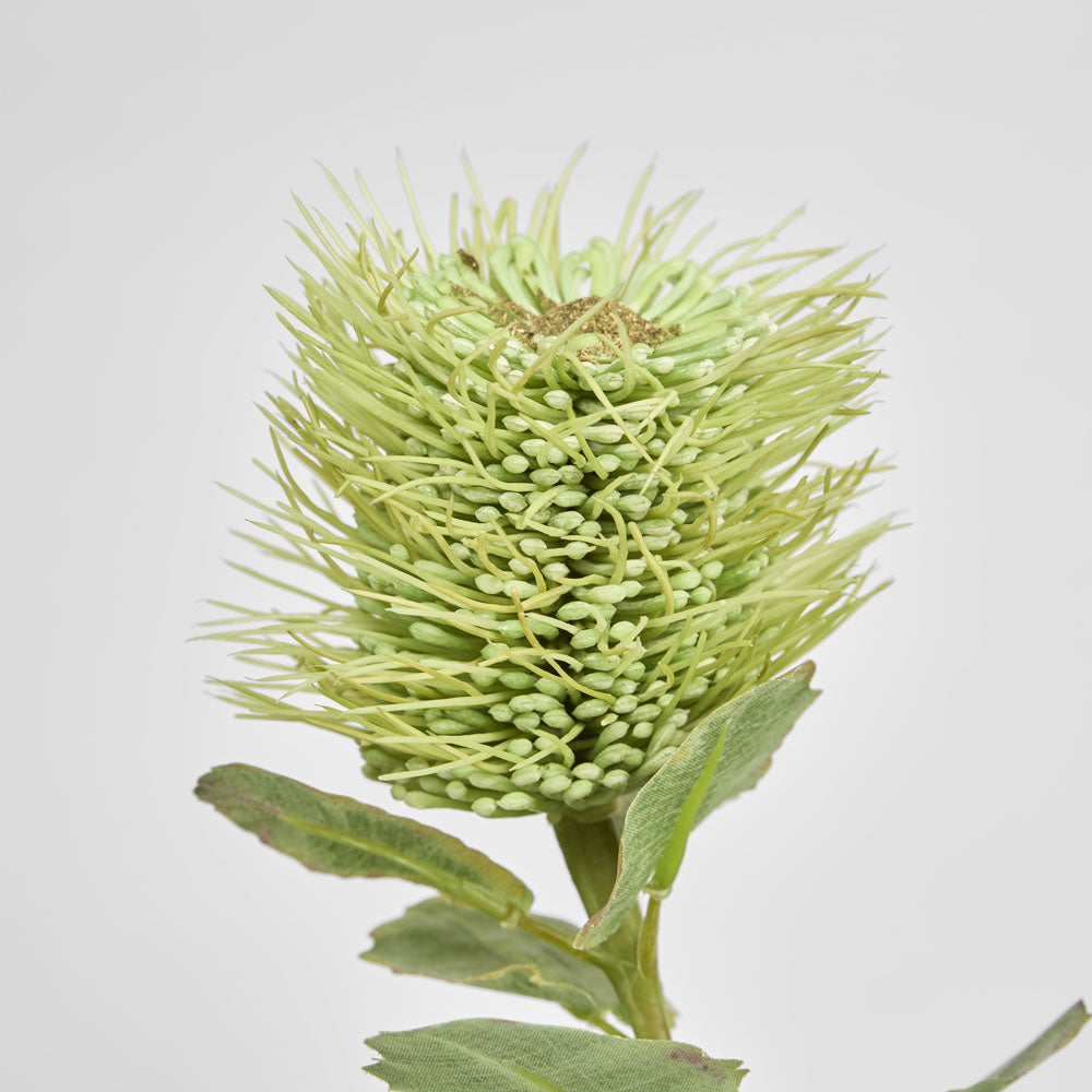 Pincushion Native Flower 60cm Green