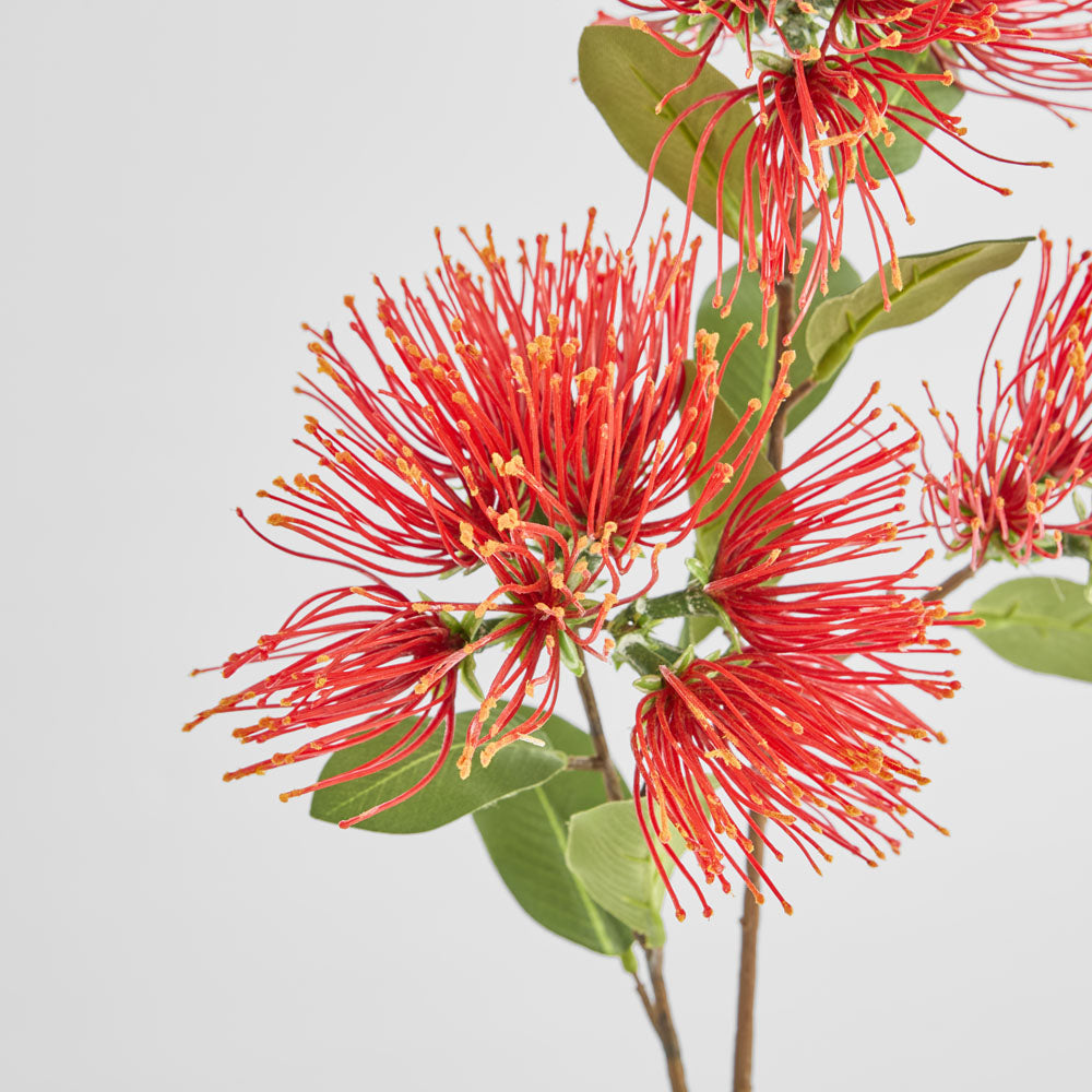 Protea Leucospermum 52cm Red