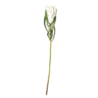 Protea Queen Stem 63cm White