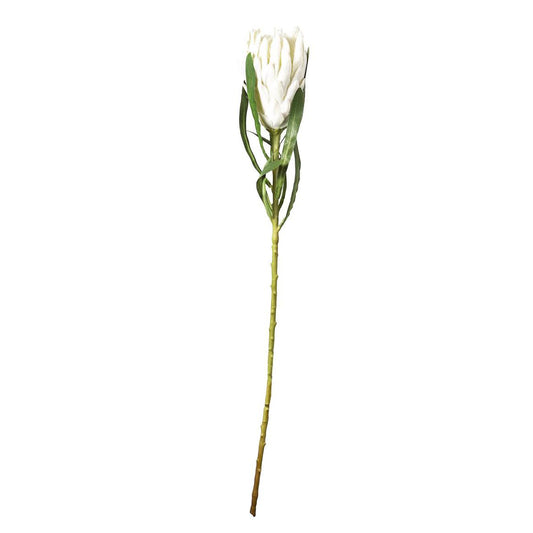Protea Queen Stem 63cm White