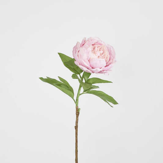 Peony Queen 70cm Pink