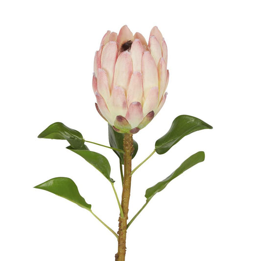 Protea Queen Stem 70cm Pink