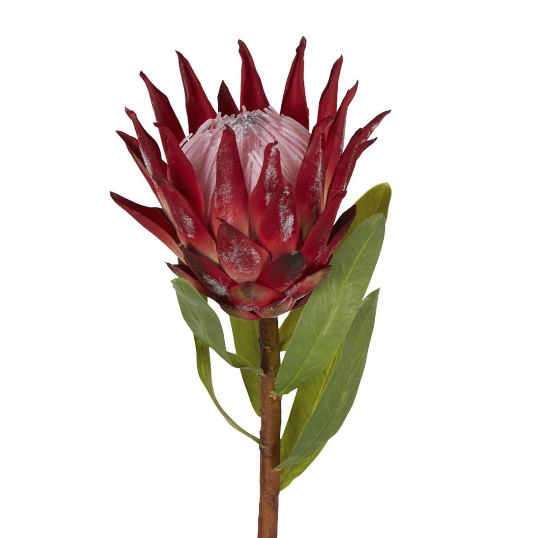 Protea King Stem 75cm Red