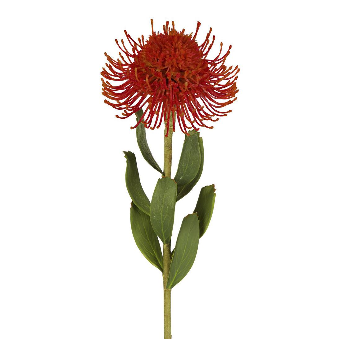 Pincushion Flower Stem 58cm Red