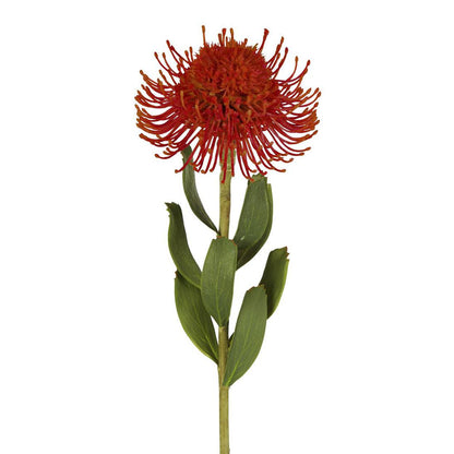 Pincushion Flower Stem 58cm Red