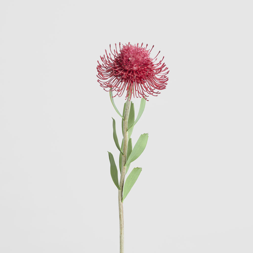Pincushion Flower Stem 58cm Red