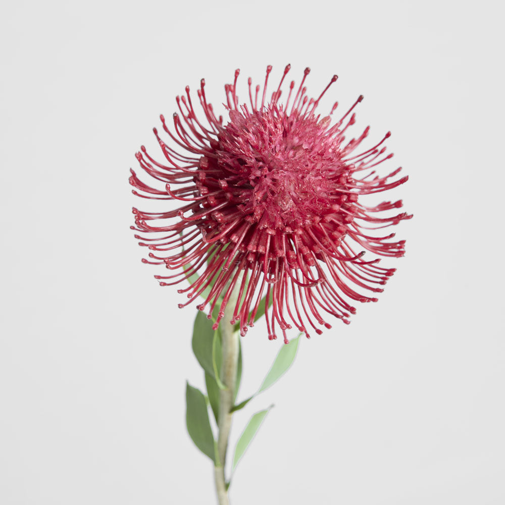 Pincushion Flower Stem 58cm Red