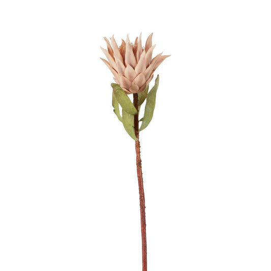 Dried Look Protea Stem 75cm Blush