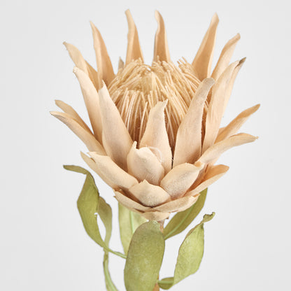 Dried Look Protea Stem 75cm Blush