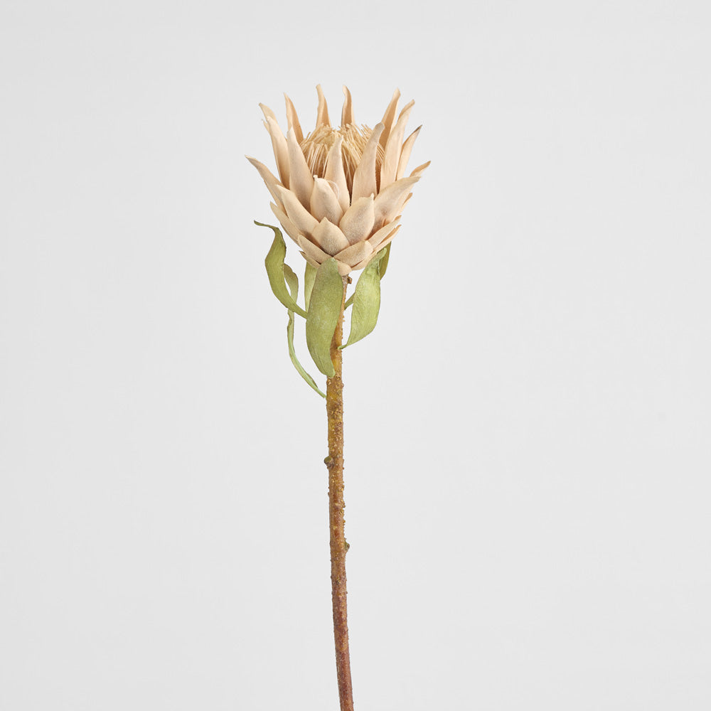Dried Look Protea Stem 75cm Blush