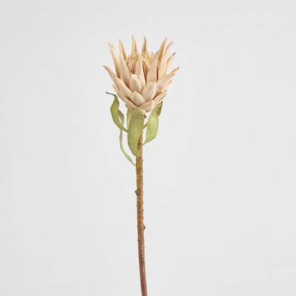 Dried Look Protea Stem 75cm Blush